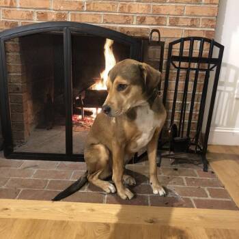 Rogue -  Beagle Dog for Adoption in Washington, District Of Columbia - Rogue | PetCurious