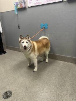 CAMILA -  Husky Dog for Adoption in Las Vegas, Nevada - CAMILA | PetCurious