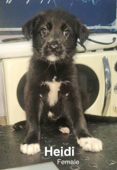 Heidi -  Shepherd and Standard Poodle Dog for Adoption in Manchester, Connecticut - Heidi | PetCurious