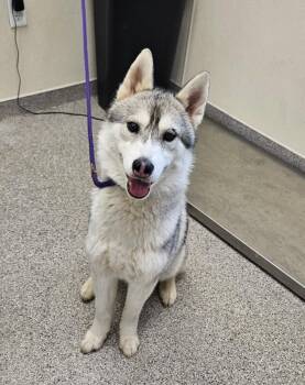 Husky Dogs Available for Adoption in Disputanta, Virginia - Koda | PetCurious