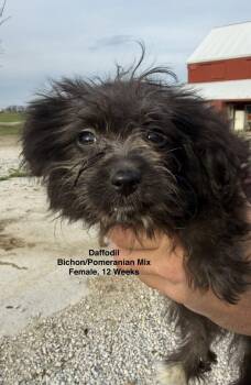 Bichon Frise and Pomeranian Dogs Available for Adoption in Blue Springs, Missouri - Daffodil | PetCurious