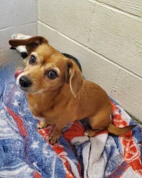 Dachshund Dogs Available for Adoption in Lake City, Michigan - Lily (7039) | PetCurious