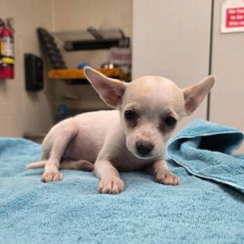 Gabby 26-06-059 -  Chihuahua and Shih Tzu Dog for Adoption in Bastrop, Texas - Gabby 26-06-059 | PetCurious