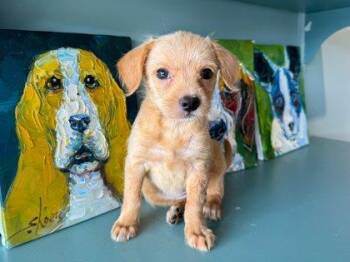 Louise -  Fox Terrier and Mixed Breed Dog for Adoption in San Antonio, Texas - Louise | PetCurious
