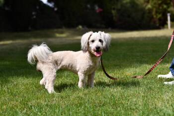 Bunny -  Poodle Dog for Adoption in Union Gap, Washington - Bunny | PetCurious