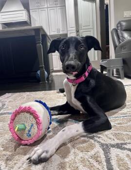 Jeanette -  Labrador Retriever and German Shorthaired Pointer Dog for Adoption in Beavercreek, Oregon - Jeanette | PetCurious