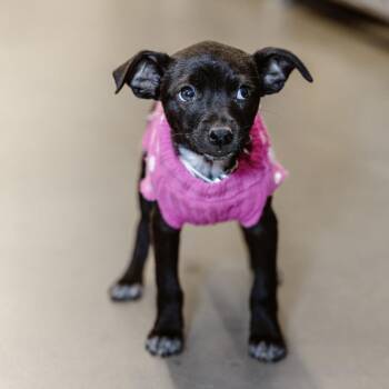 Rescue Chihuahua Dogs for Adoption in Clovis, New Mexico - Lexus | PetCurious