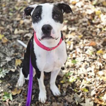 Rescue Pit Bull Terrier Dogs for Adoption in Grafton, Ohio - Yogi | PetCurious