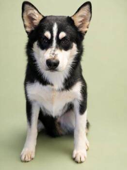 Siberian Husky and Mixed Breed Dogs Available for Adoption in Bowling Green, Kentucky - Bufford | PetCurious
