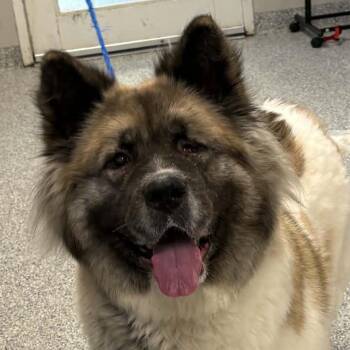 Inari -  Akita and Mixed Breed Dog for Adoption in Normal, Illinois - Inari | PetCurious