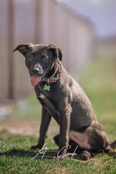 Hadley -  Labrador Retriever and Mixed Breed Dog for Adoption in Kalispell, Montana - Hadley | PetCurious