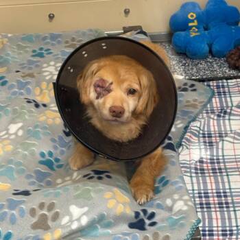 Staffron -  Cocker Spaniel and Mixed Breed Dog for Adoption in Binghamton, New York - Staffron | PetCurious
