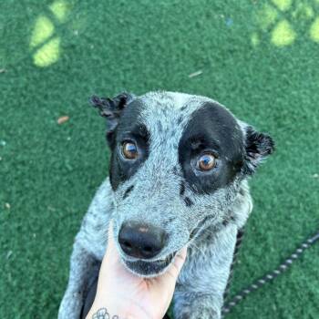 Alex -  Mixed Breed Dog for Adoption - Alex | PetCurious
