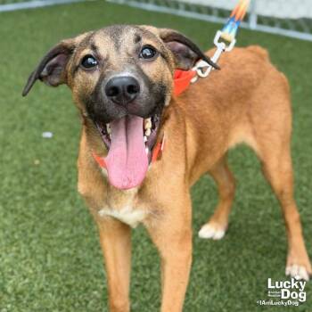 Quincy -  Hound and Labrador Retriever Dog for Adoption in Washington, District Of Columbia - Quincy | PetCurious