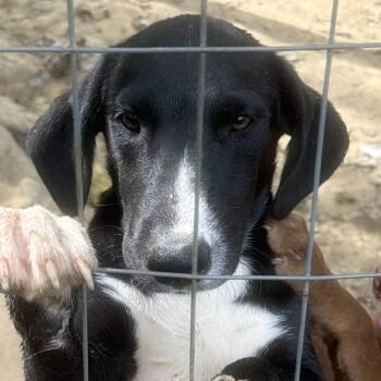 Athena -  Labrador Retriever and Mixed Breed Dog for Adoption in Little Rock, Arkansas - Athena | PetCurious