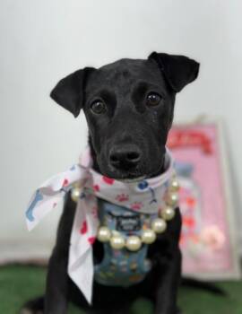 Katy-One of our Amazing Rescue Dogs -  Whippet and Italian Greyhound Dog for Adoption in Carlsbad, California - Katy-One Of Our Amazing Rescue Dogs | PetCurious