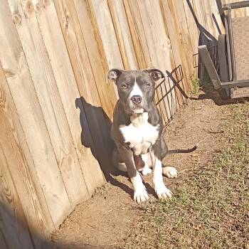 Journey -  Great Dane Dog for Adoption in Salisbury, Maryland - Journey | PetCurious