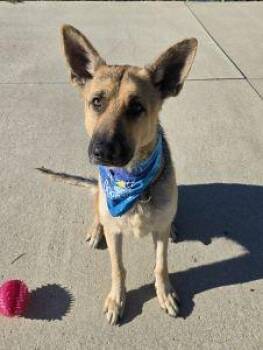 Dudley -  German Shepherd Dog Dog for Adoption in Bucyrus, Ohio - Dudley | PetCurious