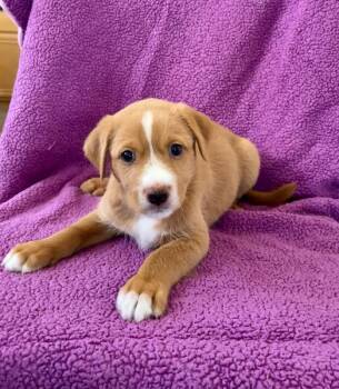 Gregor -  Australian Shepherd and Poodle Dog for Adoption in Orange, California - Gregor | PetCurious