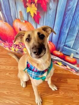 Rescue Shepherd and Belgian Shepherd Malinois Dogs for Adoption in Lawrenceville, Illinois - Lana | PetCurious