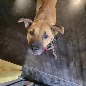 Juliet -  Mixed Breed Dog for Adoption in Memphis, Tennessee - Juliet | PetCurious