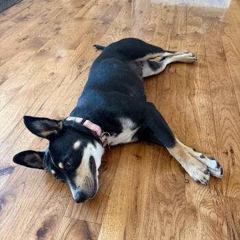 May -  Mixed Breed Dog for Adoption in Bend, Oregon - May | PetCurious