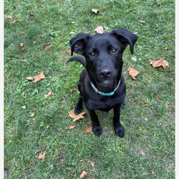 Rescue Mixed Breed Dogs for Adoption in Shorewood, Illinois - Ducky | PetCurious