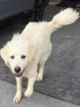 Great Pyrenees Dogs Available for Adoption - MAJA | PetCurious