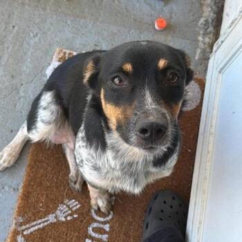 CT Stella -  Australian Cattle Dog Blue Heeler and Mixed Breed Dog for Adoption in Eastford, Connecticut - CT Stella | PetCurious