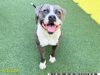 BOBBY -  Mixed Breed Dog for Adoption in West Palm Beach, Florida - BOBBY | PetCurious
