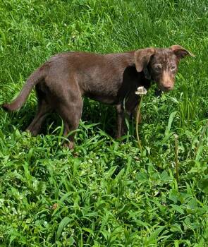 BUNNY -  Chocolate Labrador Retriever and English Pointer Dog for Adoption in Lincoln, Nebraska - BUNNY | PetCurious