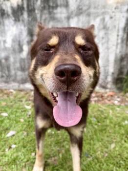 Robbie Rogers -  Shepherd and Mixed Breed Dog for Adoption in New Orleans, Louisiana - Robbie Rogers | PetCurious