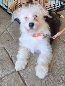 Daffodil -  Terrier Dog for Adoption - Daffodil | PetCurious