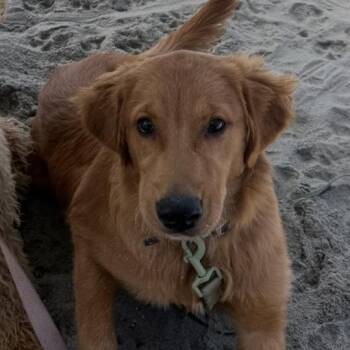 Golden Retriever Dogs Available for Adoption - True~ Dreamy Purebred 1 Year Old | PetCurious