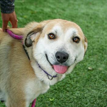 Phoebe -  Mixed Breed Dog for Adoption in Saint Charles, Missouri - Phoebe | PetCurious
