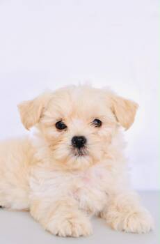 Barbie -  Maltipoo and Shih Tzu Dog for Adoption in San Diego, California - Barbie | PetCurious