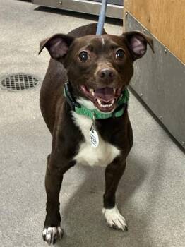 BRUNO -  Chihuahua and Mixed Breed Dog for Adoption - BRUNO | PetCurious
