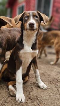 Rescue Australian Shepherd and Labrador Retriever Dogs for Adoption in Nokomis, Florida - Haven | PetCurious