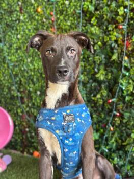 Willis-One of our Amazing Rescue Dogs -  Mountain Dog and Chocolate Labrador Retriever Dog for Adoption in Carlsbad, California - Willis-One Of Our Amazing Rescue Dogs | PetCurious