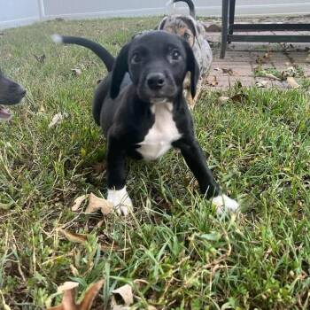Brig -  Mixed Breed and Beagle Dog for Adoption in Fredericksburg, Virginia - Brig | PetCurious