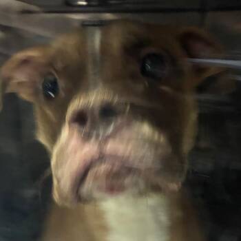 Mr Burger -  Pit Bull Terrier Dog for Adoption in Philadelphia, Pennsylvania - Mr Burger | PetCurious