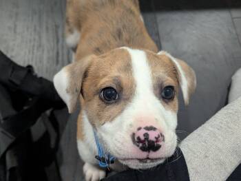 Rescue Labrador Retriever Dogs for Adoption in Woodstock, Ontario - Bo | PetCurious