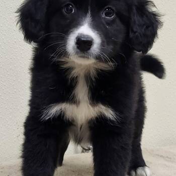 Border Collie and Black Labrador Retriever Dogs Available for Adoption in Marion, Mississippi - Pinkie Pie | PetCurious