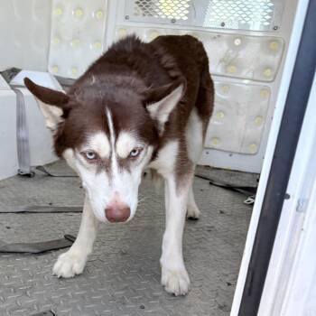 Husky Dogs Available for Adoption in Philadelphia, Pennsylvania - Alimae | PetCurious