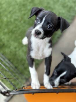 Rescue Chihuahua and Mixed Breed Dogs for Adoption in Redmond, Washington - William Thatcher | PetCurious