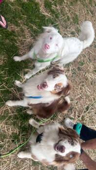 Canelo -  Australian Shepherd Dog for Adoption - Canelo | PetCurious