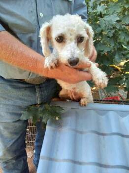 Autumn Tribeca -  Bichon Frise Dog for Adoption in Waunakee, Wisconsin - Autumn Tribeca | PetCurious