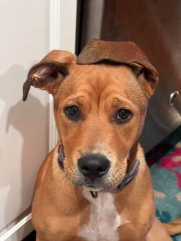 Rescue Terrier and Labrador Retriever Dogs for Adoption in New Bern, North Carolina - Ruby | PetCurious