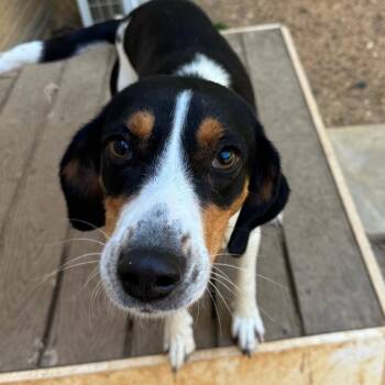 Mixed Breed Dogs Available for Adoption in Fredericksburg, Virginia - September Gurl | PetCurious