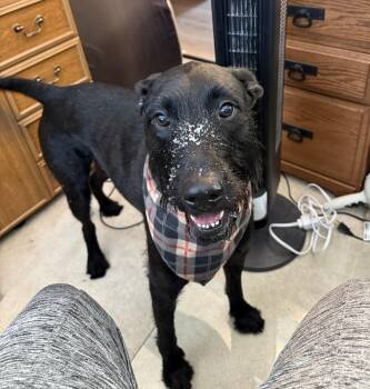 Poodle Dogs Available for Adoption - Benson | PetCurious